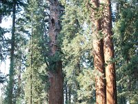 Sequoia GiantForest-4 : 2013 - California