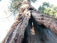 Sequoia GiantForest-8 : 2013 - California
