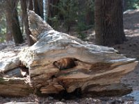 Sequoia HockettTrail-11 : 2013 - California