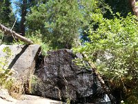 Sequoia HockettTrail-8 : 2013 - California
