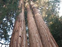 Sequoia LostGrove-1 : 2013 - California
