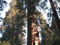 Sequoia LostGrove-2 : 2013 - California