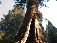Sequoia LostGrove-3 : 2013 - California