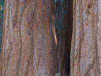 Sequoia LostGrove-5 : 2013 - California