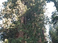 Sequoia LostGrove-8 : 2013 - California