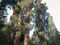 Sequoia Sentinals-3 : 2013 - California