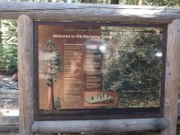 Yosemite MariposaGrove-1 : 2013 - California