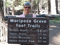 Yosemite MariposaGrove-2 : 2013 - California