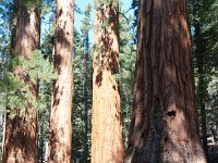 Yosemite MariposaGrove-3 : 2013 - California
