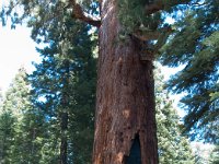 Yosemite MariposaGrove-5 : 2013 - California