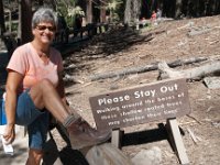Yosemite MariposaGrove-6 : 2013 - California