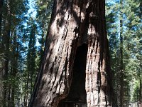 Yosemite MariposaGrove-7 : 2013 - California