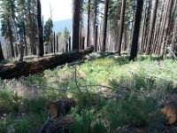 Yosemite OuterLoopTrail-2-2 : 2013 - California