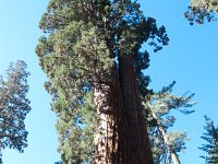 Yosemite OuterLoopTrail-3 : 2013 - California