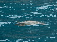 2015 Hawaii CaptAndy-47