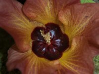 2015 Hawaii KauiCoffee-01