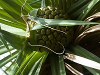 2015 Hawaii KauiCoffee-03
