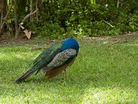 2015 Hawaii KauiCoffee-04