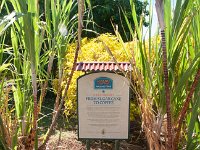 2015 Hawaii KauiCoffee-16