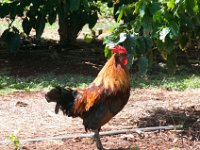 2015 Hawaii KauiCoffee-27
