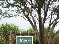 Maui Ocean Vodka