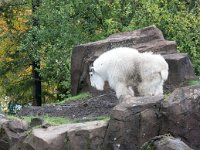 2016 PortlandZoo-02 : 2016 - Portland Oregon, Perry Family, United States, Oregon, Hillsboro
