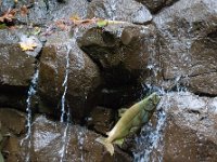 2016 PortlandZoo-08 : 2016 - Portland Oregon, Perry Family, United States, Oregon, Hillsboro