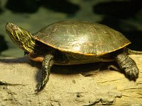 2016 PortlandZoo-12 : 2016 - Portland Oregon, Perry Family, United States, Oregon, Hillsboro
