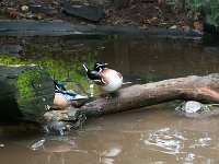 2016 PortlandZoo-14 : 2016 - Portland Oregon, Perry Family, United States, Oregon, Hillsboro