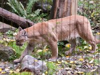 2016 PortlandZoo-15 : 2016 - Portland Oregon, Perry Family, United States, Oregon, Hillsboro