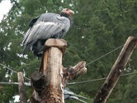 2016 PortlandZoo-16 : 2016 - Portland Oregon, Perry Family, United States, Oregon, Hillsboro