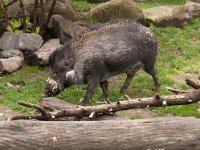 2016 PortlandZoo-19 : 2016 - Portland Oregon, Perry Family, United States, Oregon, Hillsboro
