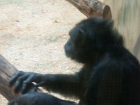 2016 PortlandZoo-20 : 2016 - Portland Oregon, Perry Family, United States, Oregon, Hillsboro