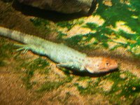 2016 PortlandZoo-21 : 2016 - Portland Oregon, Perry Family, United States, Oregon, Hillsboro