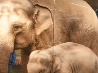 2016 PortlandZoo-28 : 2016 - Portland Oregon, Perry Family, United States, Oregon, Hillsboro