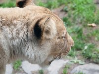 2016 PortlandZoo-37 : 2016 - Portland Oregon, Perry Family, United States, Oregon, Hillsboro