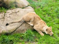 2016 PortlandZoo-40 : 2016 - Portland Oregon, Perry Family, United States, Oregon, Hillsboro