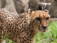 2016 PortlandZoo-48 : 2016 - Portland Oregon, Perry Family, United States, Oregon, Hillsboro