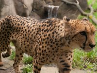 2016 PortlandZoo-50 : 2016 - Portland Oregon, Perry Family, United States, Oregon, Hillsboro