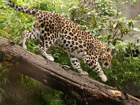 2016 PortlandZoo-59 : United States, Oregon, Hillsboro