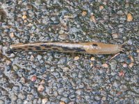 2016 VistaHouse-04 : United States, Oregon, Hillsboro